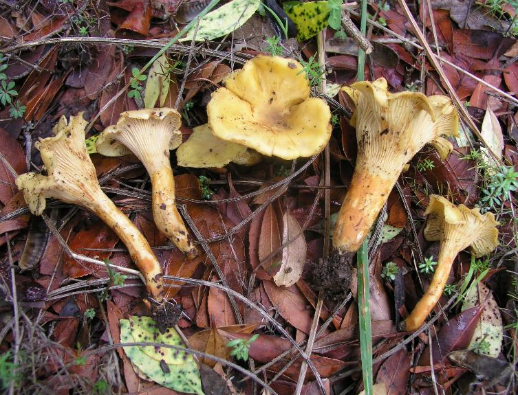 ritrovamenti del 15.12.07